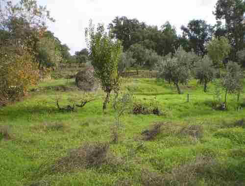 Image No.4-Propriété à vendre à Castelo Branco