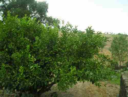 Image No.8-Propriété à vendre à Castelo Branco