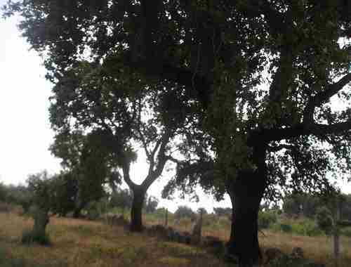 Image No.9-Propriété à vendre à Castelo Branco