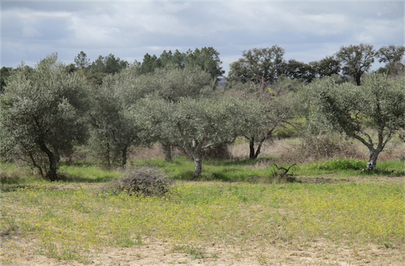 Image No.10-Propriété à vendre à Castelo Branco