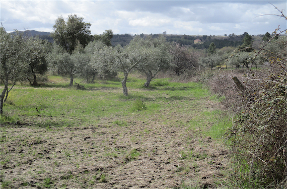 Image No.11-Propriété à vendre à Castelo Branco