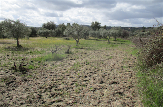 Image No.12-Propriété à vendre à Castelo Branco