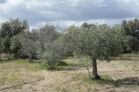 Image No.13-Propriété à vendre à Castelo Branco