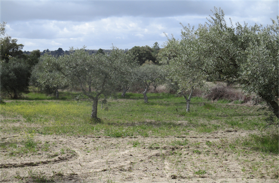 Image No.2-Propriété à vendre à Castelo Branco