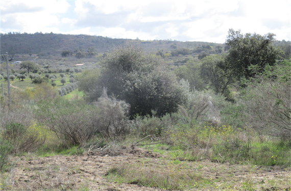 Image No.21-Propriété à vendre à Castelo Branco