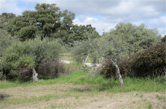 Image No.3-Propriété à vendre à Castelo Branco
