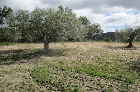 Image No.4-Propriété à vendre à Castelo Branco