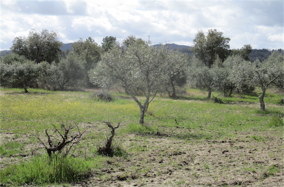 Image No.5-Propriété à vendre à Castelo Branco
