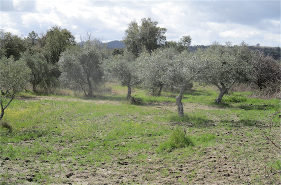 Image No.7-Propriété à vendre à Castelo Branco