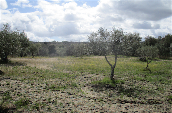 Image No.8-Propriété à vendre à Castelo Branco