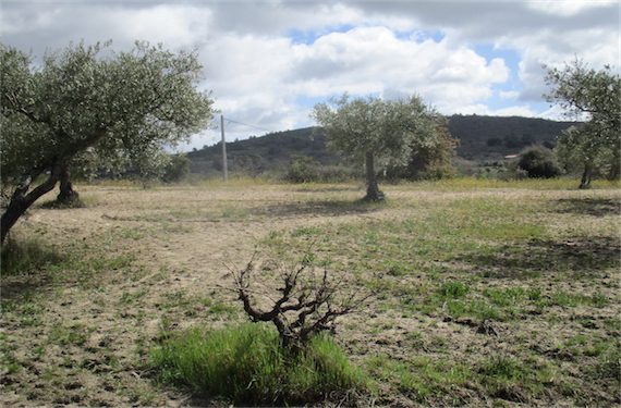 Image No.9-Propriété à vendre à Castelo Branco