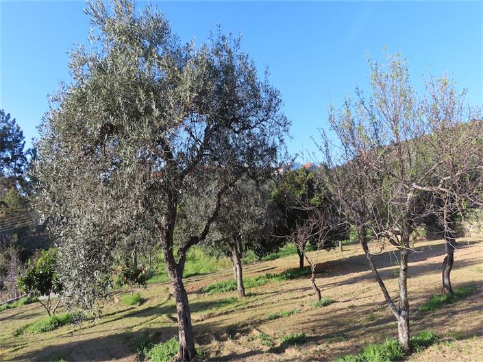 Image No.4-Propriété à vendre à Castelo Branco