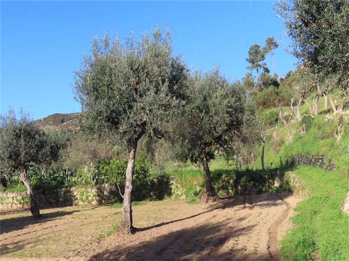 Image No.6-Propriété à vendre à Castelo Branco