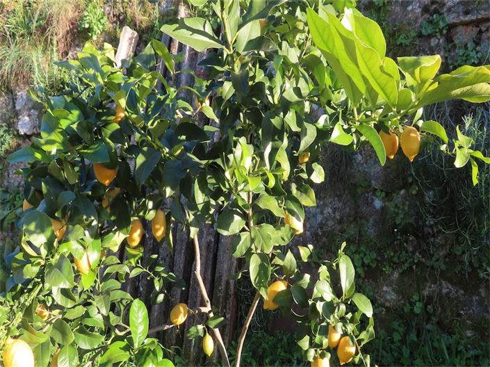 Image No.19-Propriété à vendre à Castelo Branco