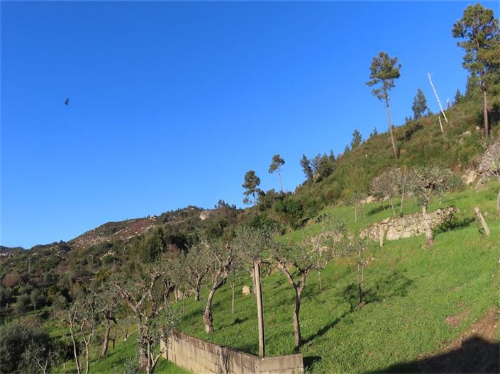 Image No.29-Propriété à vendre à Castelo Branco