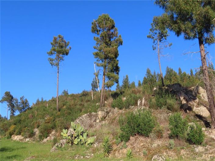 Image No.33-Propriété à vendre à Castelo Branco