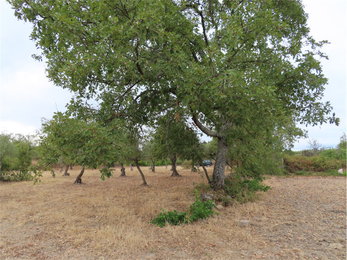 Image No.10-Propriété à vendre à Castelo Branco