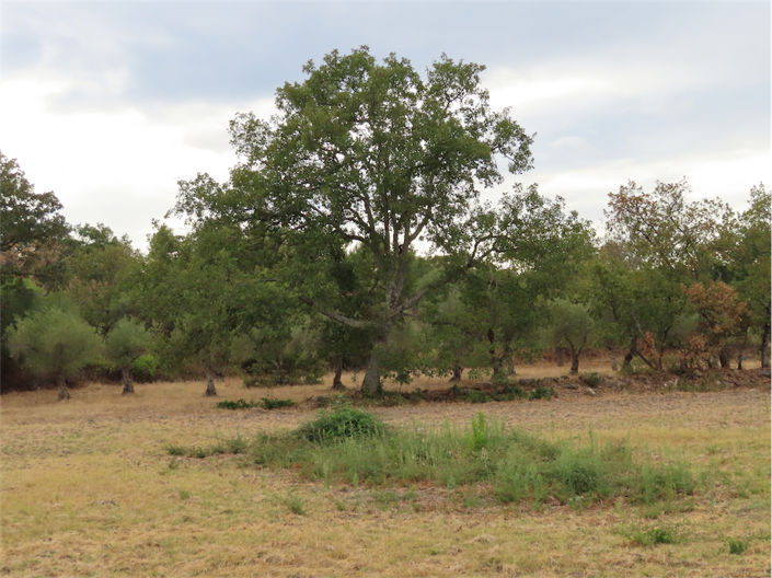 Image No.16-Propriété à vendre à Castelo Branco