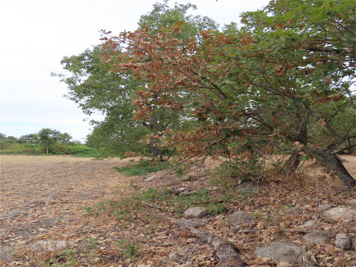 Image No.17-Propriété à vendre à Castelo Branco