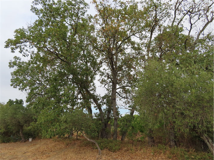 Image No.18-Propriété à vendre à Castelo Branco