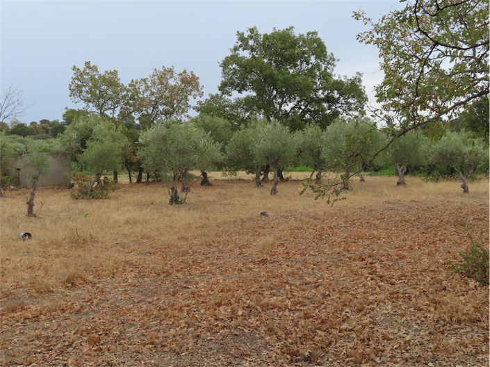 Image No.3-Propriété à vendre à Castelo Branco