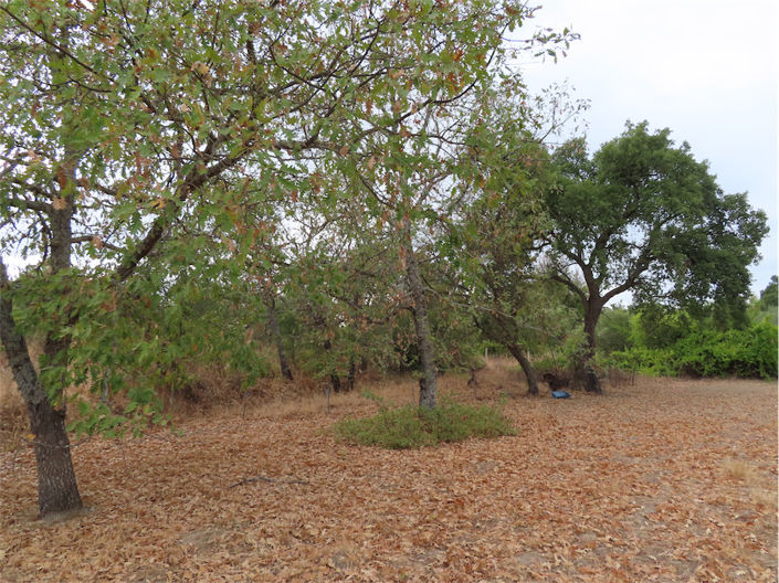 Image No.6-Propriété à vendre à Castelo Branco