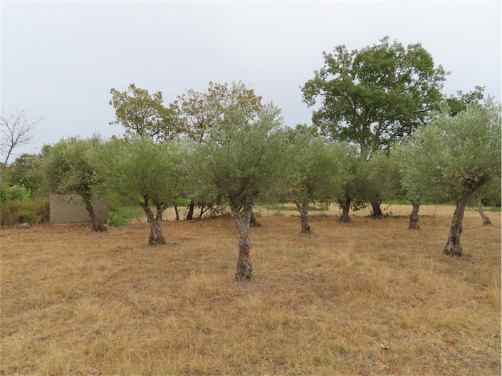 Image No.7-Propriété à vendre à Castelo Branco