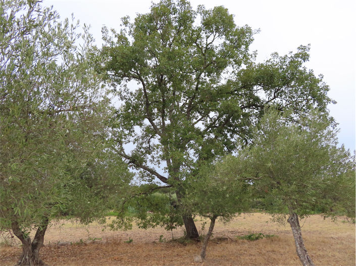 Image No.8-Propriété à vendre à Castelo Branco