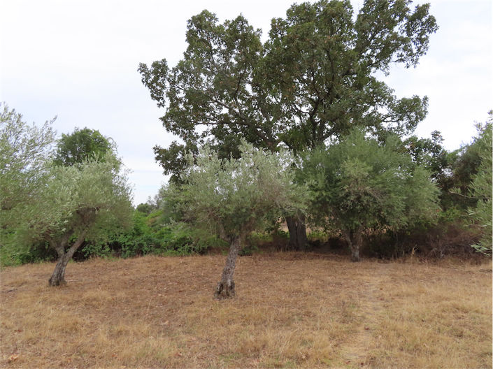 Image No.9-Propriété à vendre à Castelo Branco