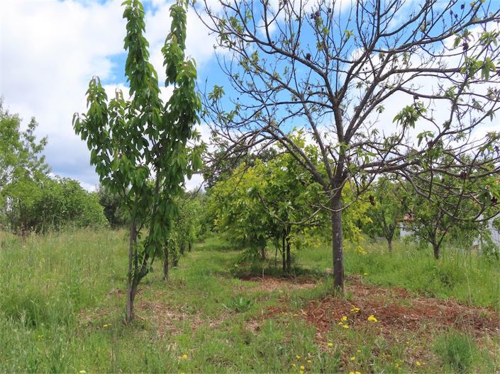 Image No.35-Propriété de 5 chambres à vendre à Castelo Branco
