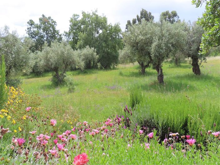 Image No.43-Propriété de 5 chambres à vendre à Castelo Branco