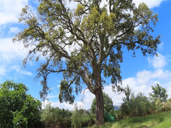 Image No.48-Propriété de 5 chambres à vendre à Castelo Branco