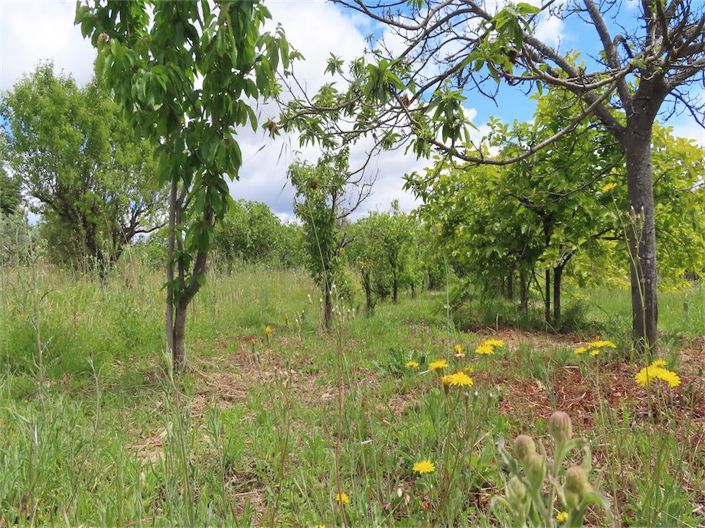 Image No.49-Propriété de 5 chambres à vendre à Castelo Branco