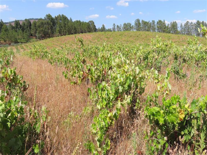 Image No.14-Propriété à vendre à Castelo Branco