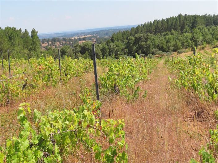 Image No.2-Propriété à vendre à Castelo Branco