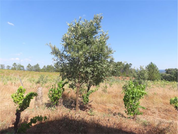 Image No.29-Propriété à vendre à Castelo Branco