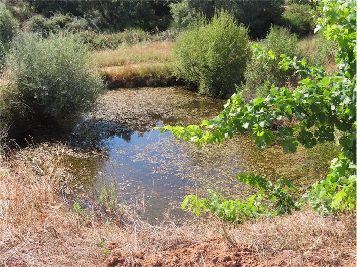 Image No.37-Propriété à vendre à Castelo Branco