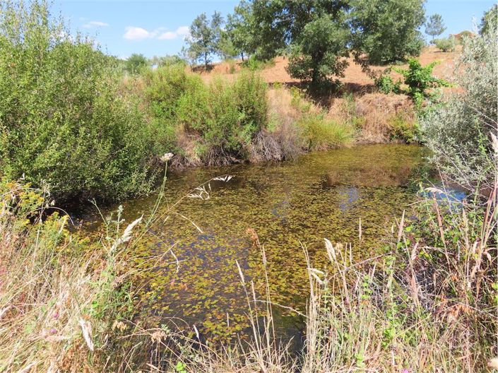 Image No.41-Propriété à vendre à Castelo Branco