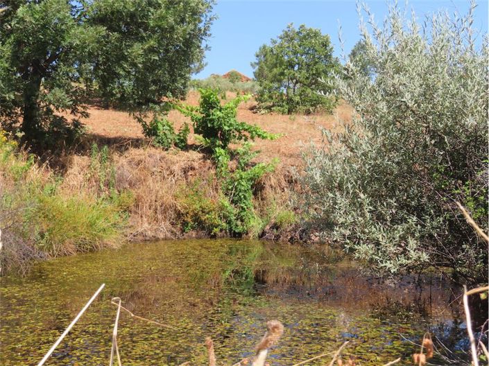 Image No.42-Propriété à vendre à Castelo Branco