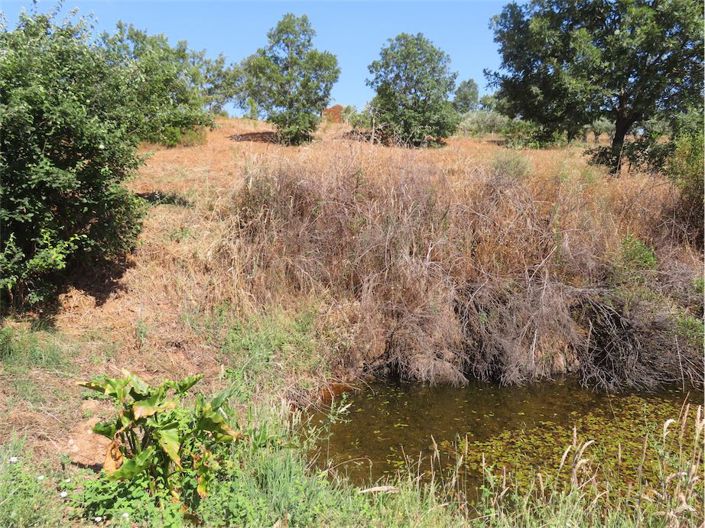 Image No.43-Propriété à vendre à Castelo Branco