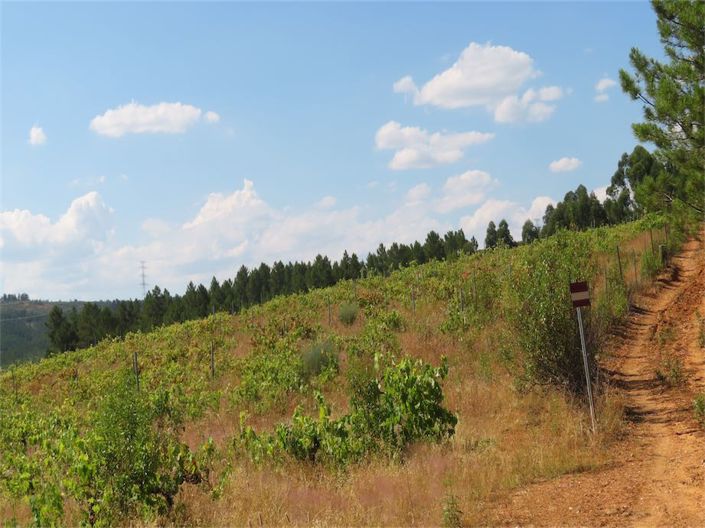 Image No.6-Propriété à vendre à Castelo Branco