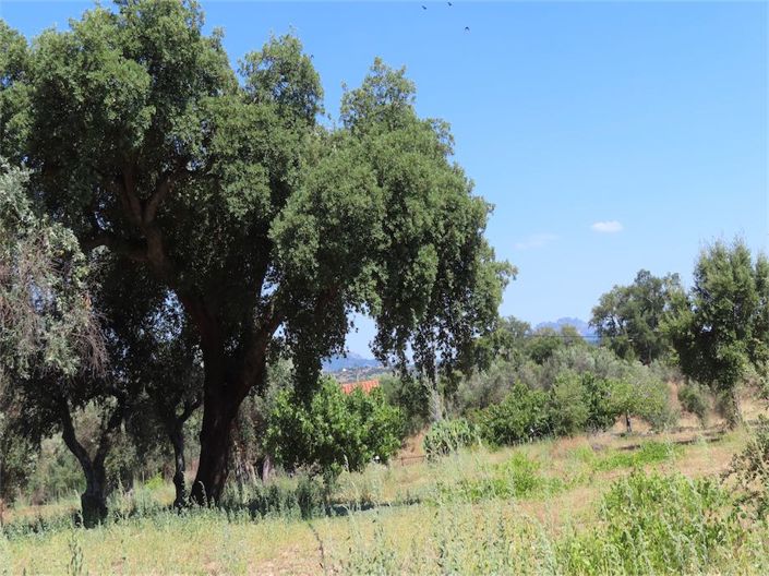 Image No.15-Propriété à vendre à Castelo Branco