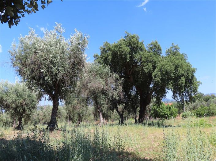 Image No.16-Propriété à vendre à Castelo Branco