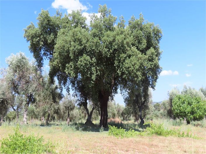 Image No.18-Propriété à vendre à Castelo Branco