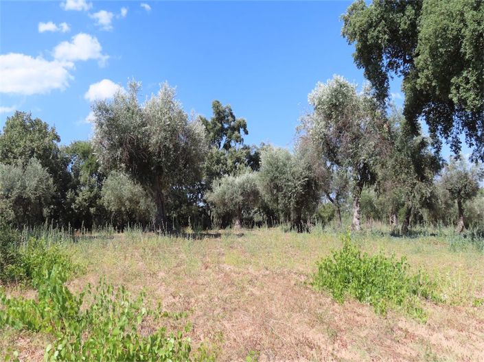 Image No.19-Propriété à vendre à Castelo Branco