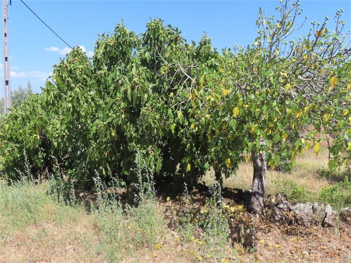 Image No.26-Propriété à vendre à Castelo Branco