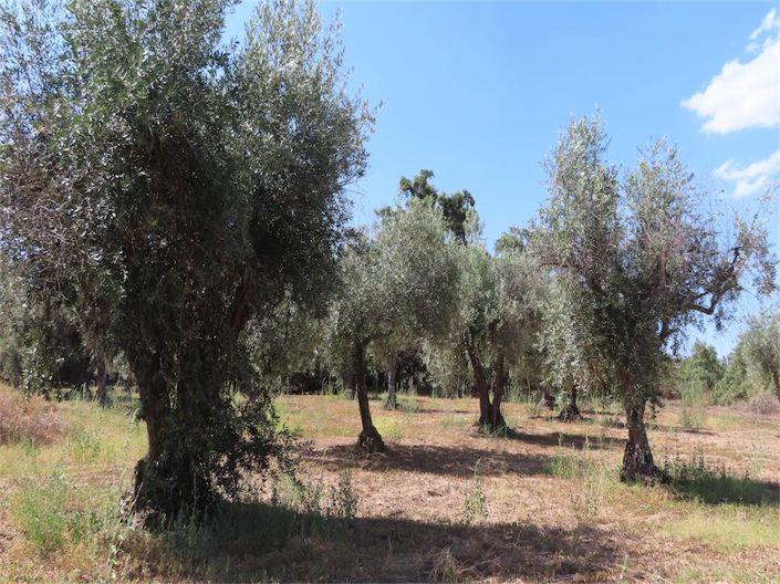 Image No.5-Propriété à vendre à Castelo Branco