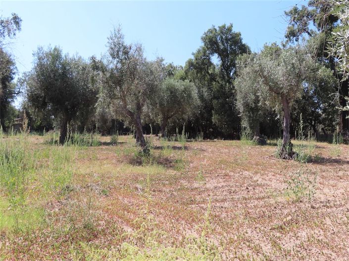 Image No.6-Propriété à vendre à Castelo Branco