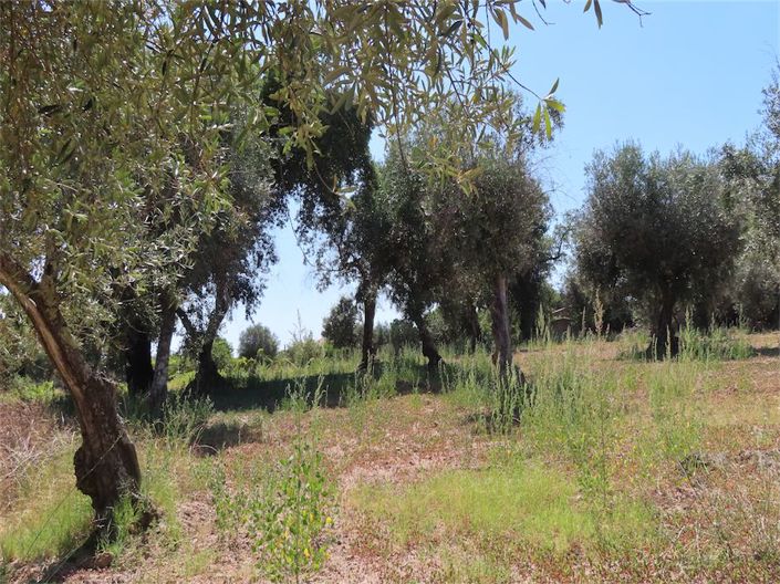 Image No.7-Propriété à vendre à Castelo Branco