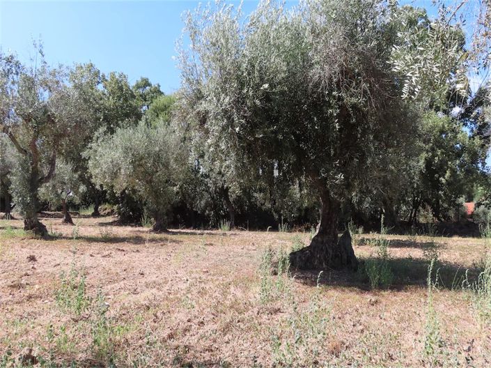 Image No.8-Propriété à vendre à Castelo Branco